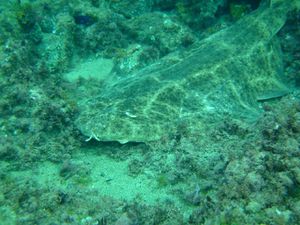 photo of an angelshark resting on the sea floor