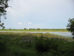 Lilly pads in Kien Svay, Kandal Province