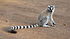 Lemur catta 001.jpg