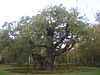 Major Oak.JPG