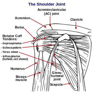 Shoulder joint.svg