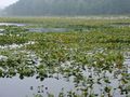 A lake with dark-colored water and many green water plants 