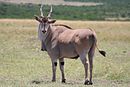 Common eland mara.jpg