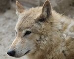 Tibetan Wolf.JPG