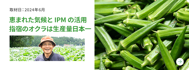 恵まれた気候とIPM の活用 指宿のオクラは生産量日本一 取材日：2024年6月