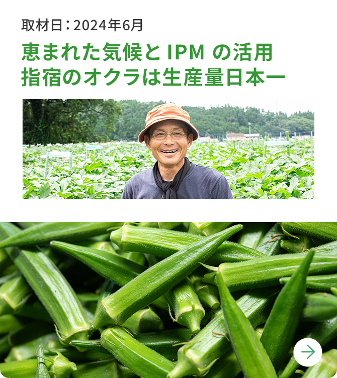 恵まれた気候とIPMの活用 指宿のオクラは生産量日本一 取材日：2024年6月