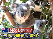 オーストラリア No.都市！？ “コアラ観光”に変化