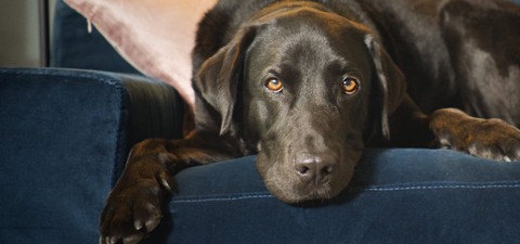 Dans la peau de nos animaux