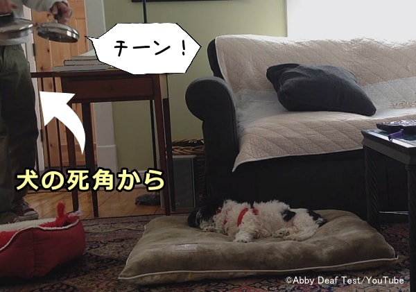 犬には見えない場所から音を出すことで聴力をテストする