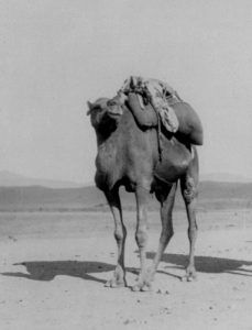 Arabian Camel