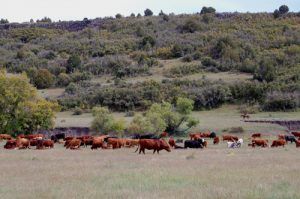 Cowboys from the Raton, New Mexico area drive 500 head of cattle along  the Dry Cimarron to Des Moines, New Mexico by Kathy Alexander.