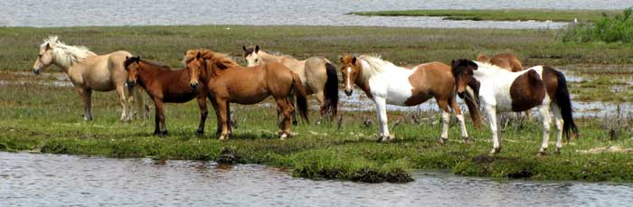 Horses at Assateague Island National Seashore, Maryland by the National Park Service.