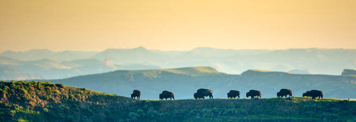 Roosevelt National Park, North Dakota by the National Park Service.