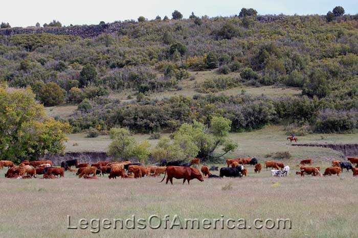 Cowboys from the Raton, New Mexico area drive 500 head of cattle along the Dry Cimarron to Des Moines, New Mexico by Kathy Alexander.