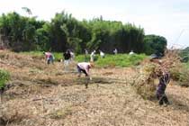 市民ボランティアによる荒廃農地の解消作業風景