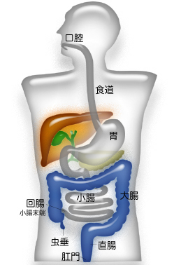 消化器のうち食物や水分の通り道となる部分を消化管といい、図は口腔にはじまり肛門までのつながりを示している