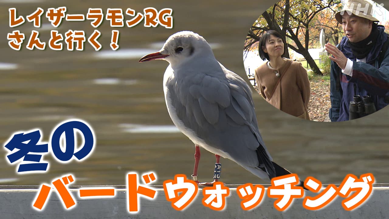 いくつ知ってる？渡り鳥“あるある” お笑い芸人・レイザーラモンRGさんと行く！冬のバードウォッチング 東京上野・不忍池