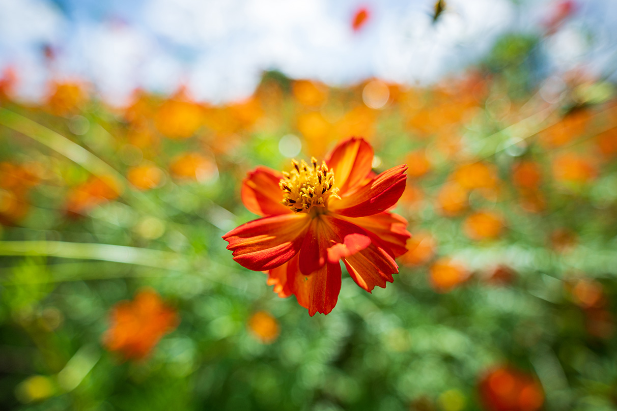 Shintaro Tsushima×NIKKOR Z 17-28mm f/2.8作品