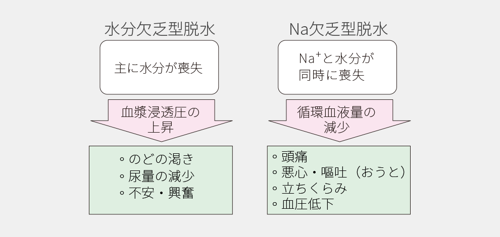 水分欠乏型脱水とNa欠乏型脱水の違いについて