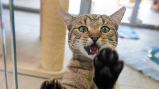 Eine Katze lehnt sich in ihrer Box im Tierheim Berlin an eine Fensterscheibe (Bild: picture alliance/dpa | Christophe Gateau)