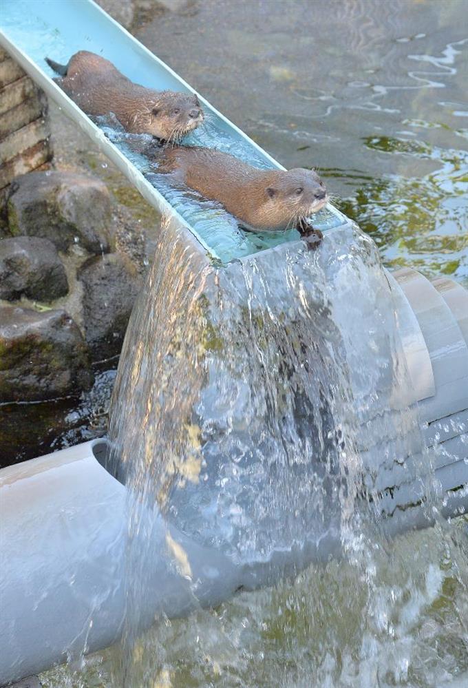 来園者を楽しませている「流しカワウソ」＝千葉県市川市（三尾郁恵撮影）