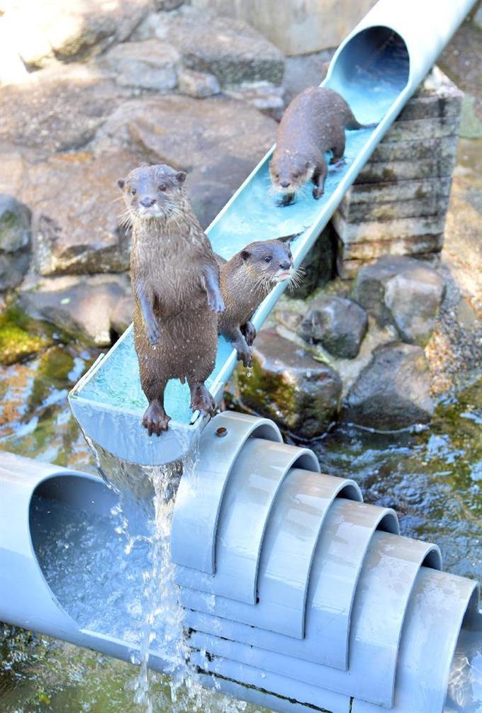 来園者を楽しませている「流しカワウソ」＝千葉県市川市（三尾郁恵撮影）