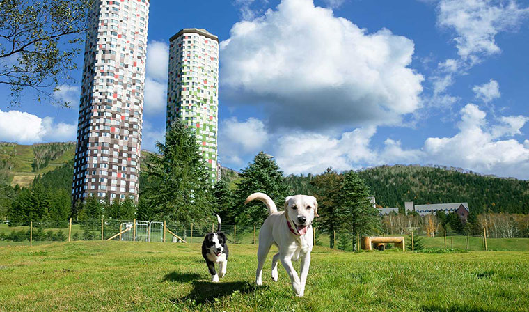 愛犬と楽しむリゾートステイ