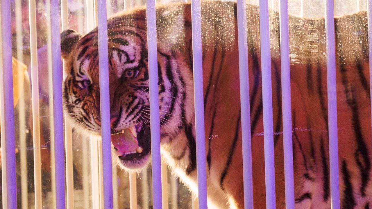 LSU live tiger