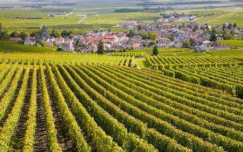 Burgundy is home to some of the finest expressions of pinot noir that can sell for thousands