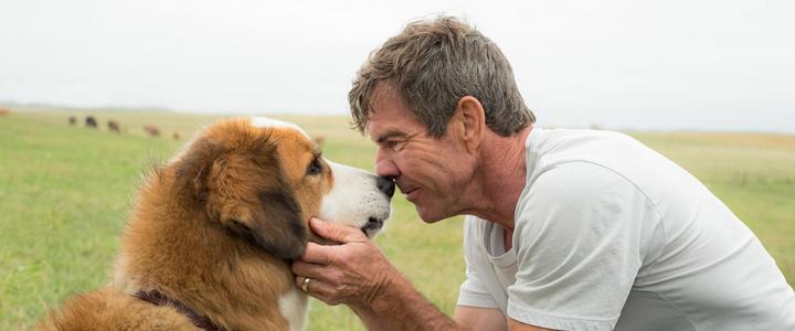 A Dog’s Purpose