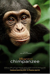 Chimpanzee poster