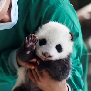 An employee of Berlin zoo holds a two-month-old giant panda cub, one of the two of cubs of giant panda Meng Meng, at an enclosure at the Zoo in Berlin.