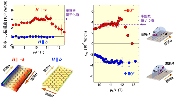 図1 （左上）面内磁場（H || −a, H || b）におけるα-RuCl3の熱ホール伝導度の磁場依存性。H || −aにおいて、磁場を変化させると、ある磁場範囲で熱ホール伝導度が量子化熱伝導度の1/2で一定となり、半整数熱量子ホール効果が観測された。一方、H || bでは熱ホール伝導度はほぼゼロとなった。（左下）H || −a, H || bにおける熱ホール効果のイメージ図。（右）傾斜磁場(±60°)における熱ホール伝導度の磁場依存性。+60°と−60°で半整数熱量子ホール効果の符号が反転する。