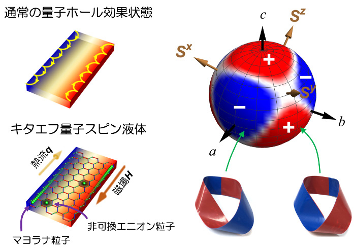 図2 （左）通常の量子ホール効果状態とキタエフ量子スピン液体における半整数熱量子ホール効果状態のイメージ図。通常の量子ホール効果では、エッジ流は電子により運ばれる。その起源は電子の円運動（サイクロトロン運動）である。一方、キタエフ量子スピン液体においてエッジ流はマヨラナ粒子により運ばれる。（右）理論模型による半整数熱量子ホール効果の符号の角度依存性。正と負の符号はマヨラナ粒子がそれぞれ右ひねりと左ひねりのメビウスの輪に対応することを示す。