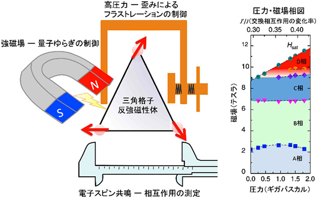 三角格子に歪みを生じさせてフラストレーションを制御する高圧力と量子揺らぎを制御する強磁場を組み合わせて新たな量子相転移を発見し、電子スピン共鳴によって歪みによる交換相互作用の変化を精密に決定した。右は実験から得られた温度・圧力相図と交換相互作用の変化率。