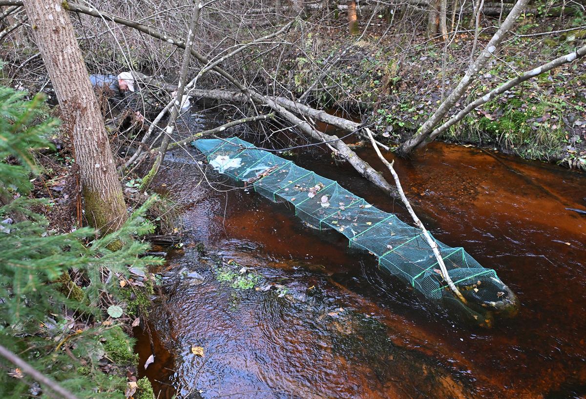 Rysä oli asetettu huolella keskelle taimenten kutusoraikkoa.