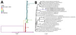 Phylogenetic analysis of MPXV sequences from a cluster of mpox cases described in Kwango Province, Democratic Republic of the Congo. A) MPXV global phylogeny showing that the Kwango Province outbreak cluster belongs to clade I MPXV. B) Phylogenetic analysis of MPXV genome sequences from the reported cases and clade I MPXV sequences from Central Africa. Posterior support values are shown at branch points. DNA was extracted at Institut National de Recherche Biomédicale using a QIAGEN DNA Mini Kit (https://www.qiagen.com) from blood samples and subsequently screened for MPXV with an orthopoxvirus-specific real-time PCR assay. Whole-genome sequencing was attempted on samples from the index case by next-generation sequencing. The library preparation was performed using Illumina DNA Prep with Enrichment (https://www.illumina.com), and the libraries were enriched for MPXV using biotinylated custom probes synthesized by Twist Biosciences (https://www.twistbioscience.com). Note that 23MPX098 (or 23MPX0245V) and 23MPX099 (or 23MPX0245C) are vesicle and crust samples from case-patient 1. Scale bar indicates number of substitutions per site. DRC, Democratic Republic of the Congo; hMPXV, human MPXV; MPXV, monkeypox virus.